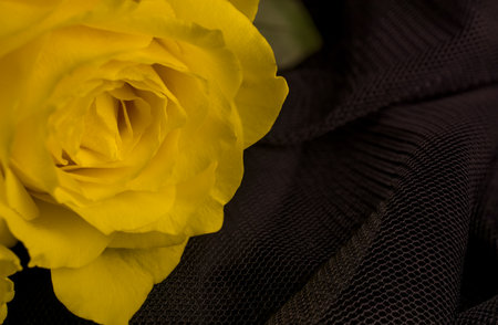 Close-up of yellow rose with green leaves in backgroundの写真素材