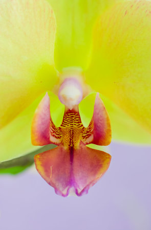 Closeup of yellow orchids on a pink backgroundの写真素材