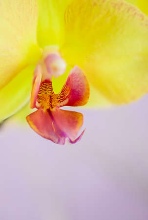 Closeup of yellow orchids on a pink backgroundの写真素材