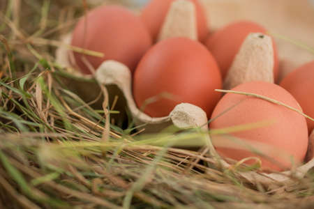 brown eggs in cartonの写真素材