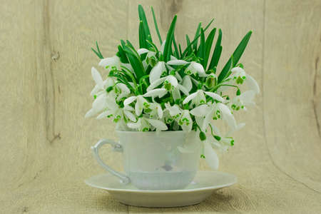 white flowers in cupの写真素材