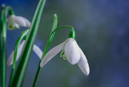 Snowdrops flowers in springtime, floral spring backgroundの写真素材