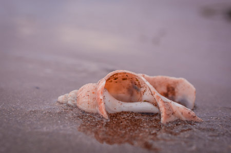 shell on sandy beach in UK