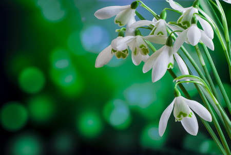 Snowdrops flowers in springtime, floral spring backgroundの写真素材