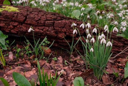 Snowdrops flowers in springtime, floral spring backgroundの写真素材