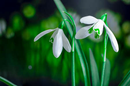 Snowdrops flowers in springtime, floral spring backgroundの写真素材