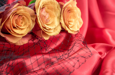 beautiful orange  rose on backgroundの写真素材