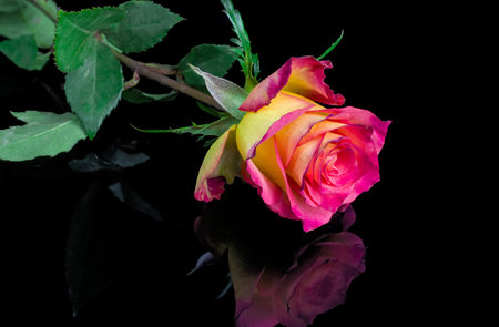 photo of beautiful red roses backgroundの写真素材