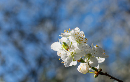 Detail closeup of a pink cherry flower branch on blossom