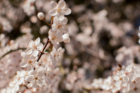 Detail closeup of a pink cherry flower branch on blossom