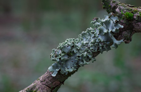 moss on a branch black background close up.macro