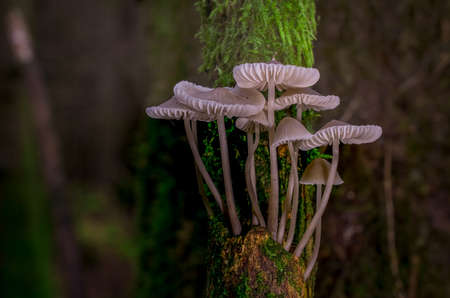 tree branches covered by moos lichen, fungi, mushroomsの写真素材