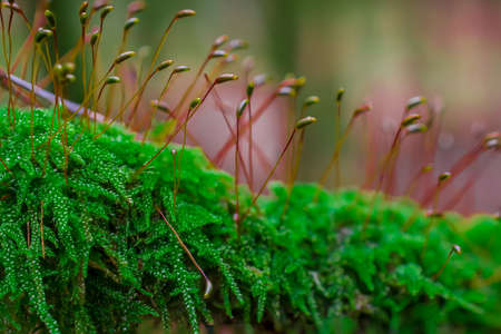 tree branches covered by moos lichen,fungi,mushroomsの写真素材