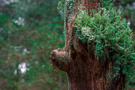 tree branches covered by moos lichenの写真素材