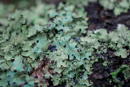 tree branches covered by moos lichen