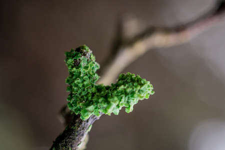 tree branches covered by moos lichenの写真素材