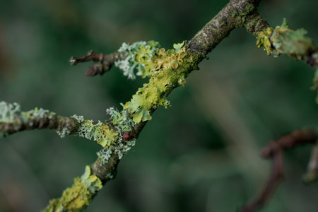 tree branches covered by moos lichen,fungi