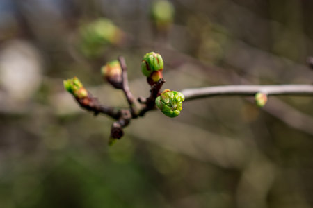 beautiful spring flowers on natural background