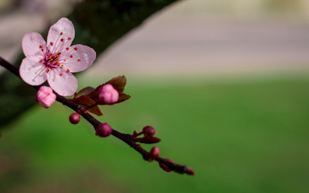 spring flowersの写真素材