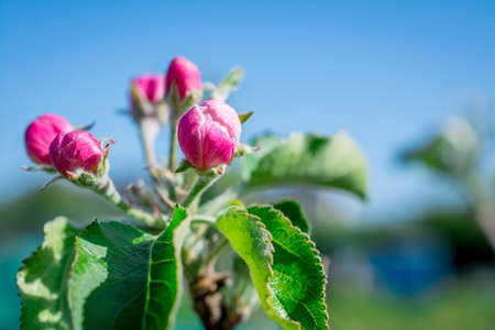 Detail closeup of a beautiful pink cherry flower on branchの写真素材