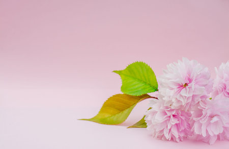 beautiful pink cherry flower on pink spring  background