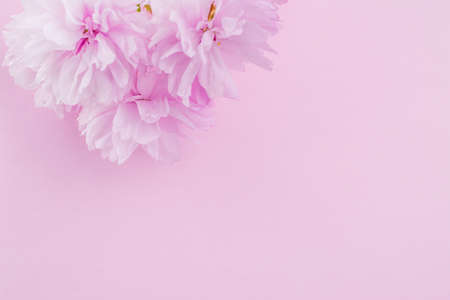 beautiful spring flowers on pink backgroundの写真素材