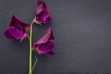 spring flowersの写真素材