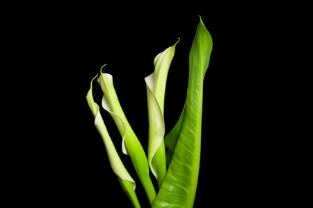white calla on black background