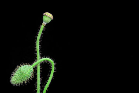 poppy flowers on black backgroundの写真素材
