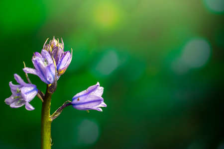 beautiful  summer flower in the parkの写真素材