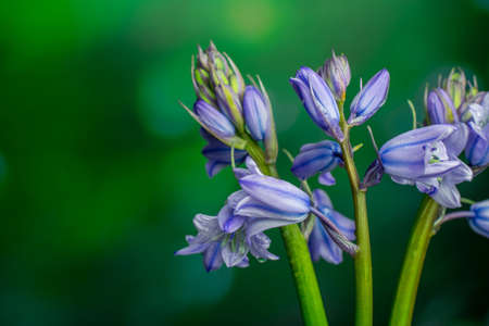 beautiful  summer flower in the parkの写真素材