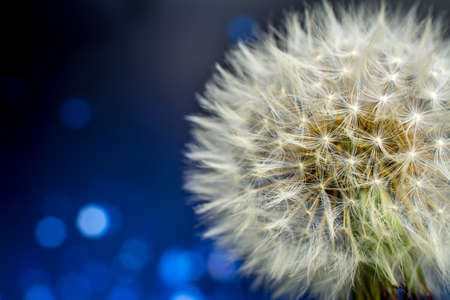 background with dandelionの写真素材