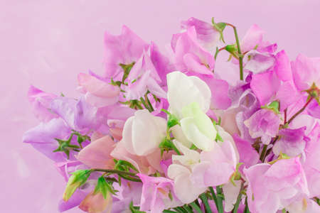 beautiful sweet peas flowers on pink backgroundの写真素材