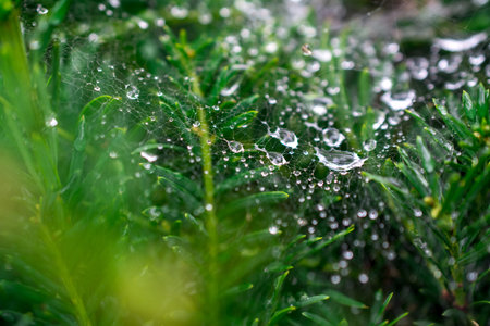 beautiful natural green nature  background