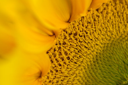 sunflowersの写真素材