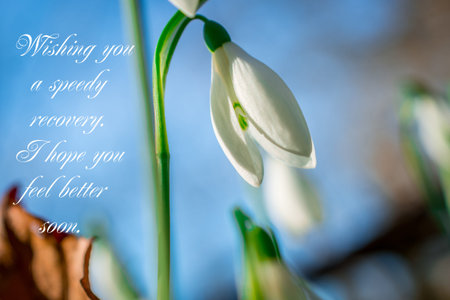 spring flowers background with textの写真素材