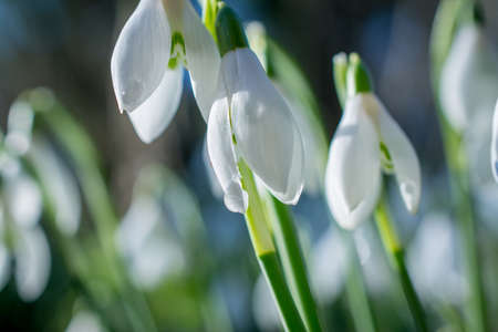 spring flowers snowdropeの写真素材