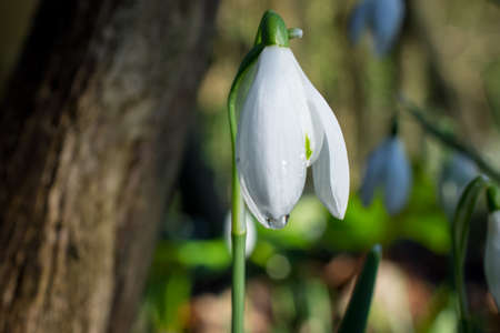 spring flowers snowdropeの写真素材