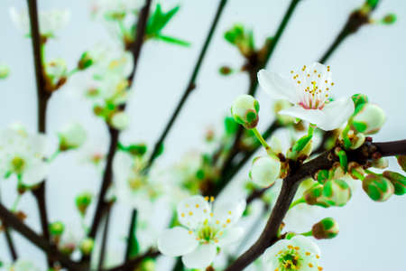 spring white flowersの写真素材