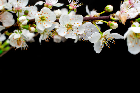 white flowers on blackの写真素材