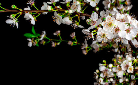 white flowers on blackの写真素材