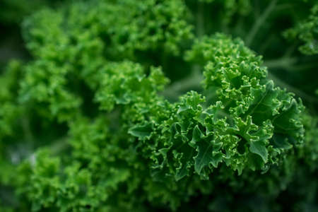 kale growing in gardenの写真素材