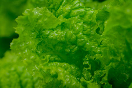 green lettuce growing in gardenの写真素材