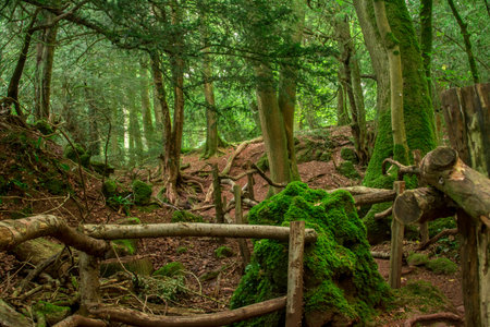 Images of Ancient Magic forest.UKの写真素材