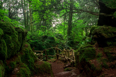 Images of Ancient Magic forest.UKの写真素材
