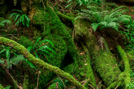 Images of Ancient Magic forest.UKの写真素材