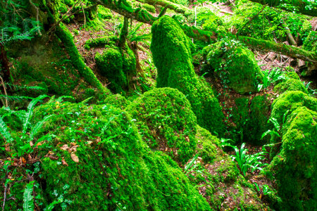 Images of Ancient Magic forest.UKの写真素材