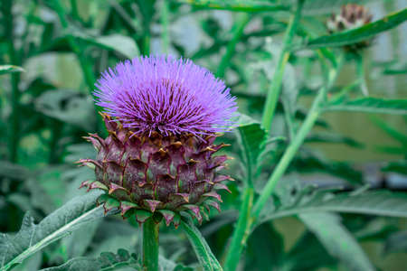 beautiful flowers growing in gardenの写真素材