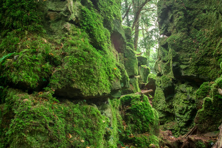 Images of Ancient Magic forest.UKの写真素材