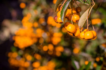 photo of autumn background with berrysの写真素材